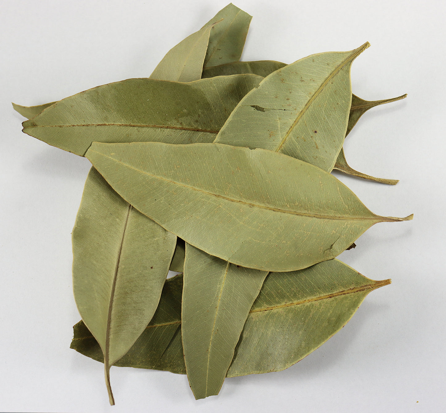 
                  
                    Eucalyptus Leaf
                  
                