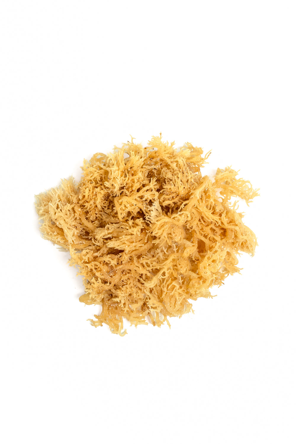 Irish Moss (Sea Moss)